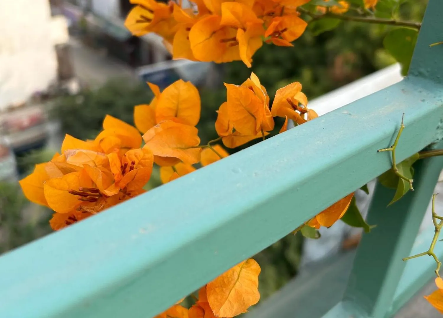 Max Guest House Agra  Agra (Uttar Pradesh)